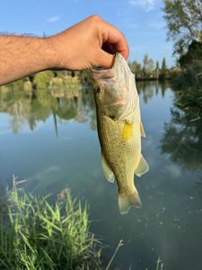 Smallmouth Bass