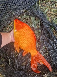Goldfish