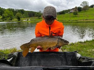 Mirror Carp