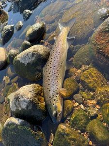 Brown Trout