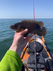 Ballan Wrasse