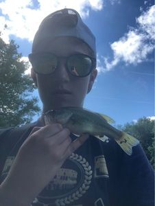 Largemouth Bass