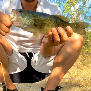 Largemouth Bass