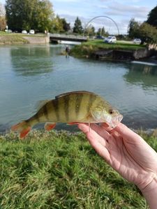 European Perch