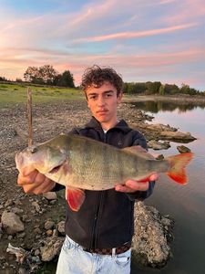 European Perch