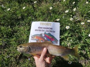 Brown Trout