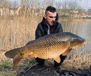 Common Carp