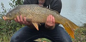 Mirror Carp