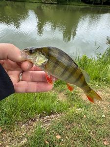 European Perch