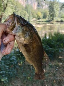 Largemouth Bass