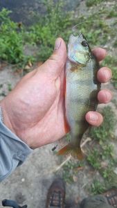 European Perch