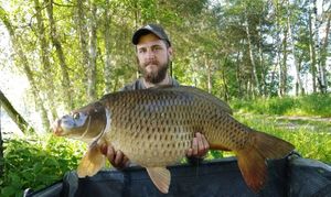 Common Carp