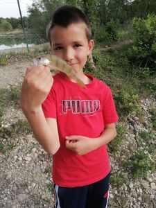 European Perch