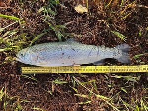 Rainbow Trout
