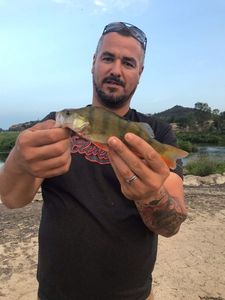 European Perch