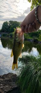 Largemouth Bass