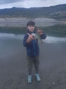 European Perch