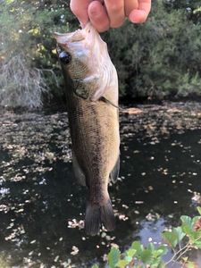 Blak bass