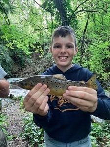 Brown Trout