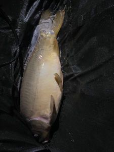 Leather Carp