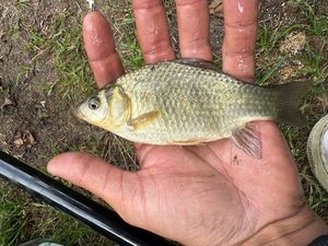 Crucian Carp