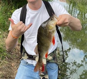European Perch