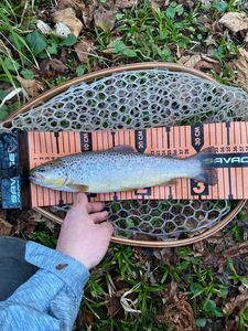 Brown Trout