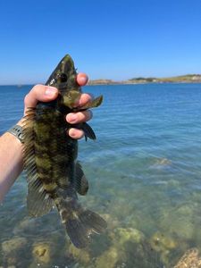Ballan Wrasse