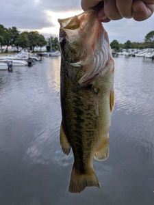 Largemouth Bass