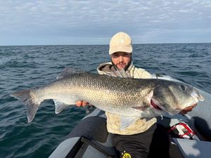 European Bass (Seabass)