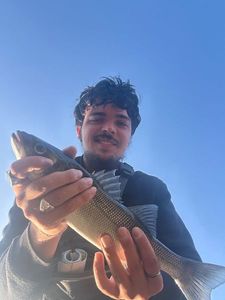 European Bass (Seabass)