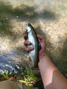 Rainbow Trout