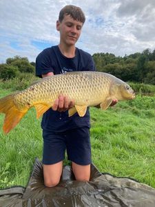 Common Carp