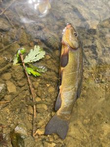 Tench