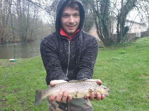 Brown Trout