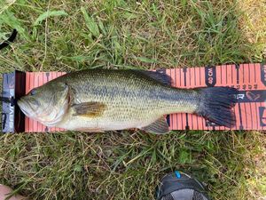 Largemouth Bass