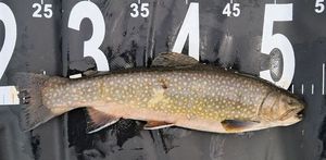 Brook Trout