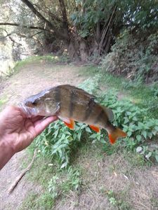 European Perch