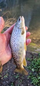 Brown Trout