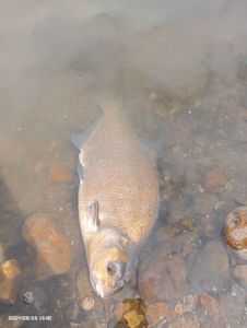 Common Bream