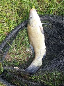 Tench