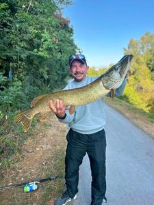 Northern Pike