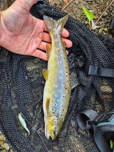 Brown Trout