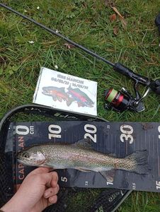 Rainbow Trout