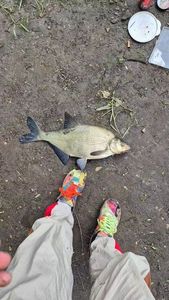 Common Bream