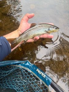 Brown Trout