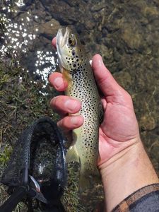 Brown Trout