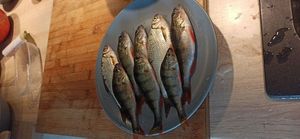 European Perch