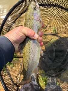 Rainbow Trout