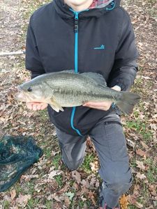 Largemouth Bass